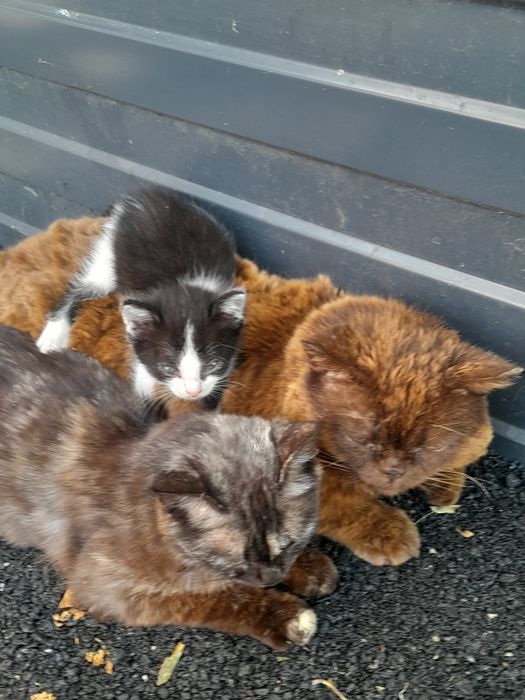 Котенок в добрые руки