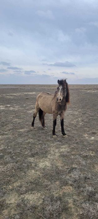 Айгыр сатылады семыз