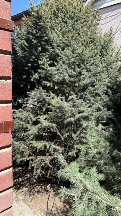 Продаётся ёлка живая