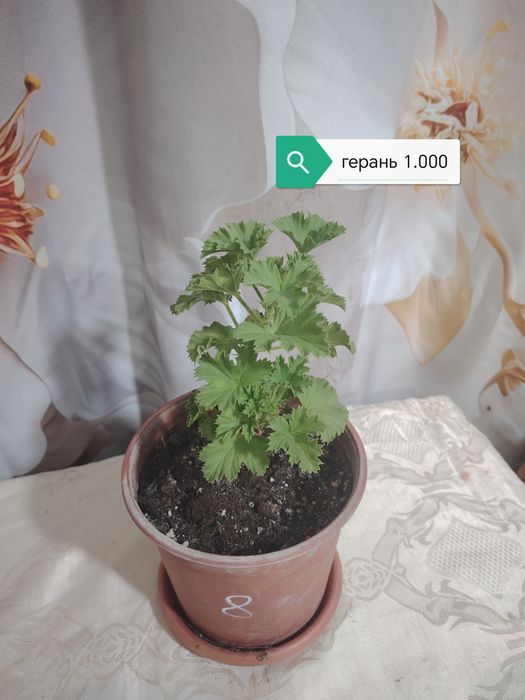 Продаются домашние цветы