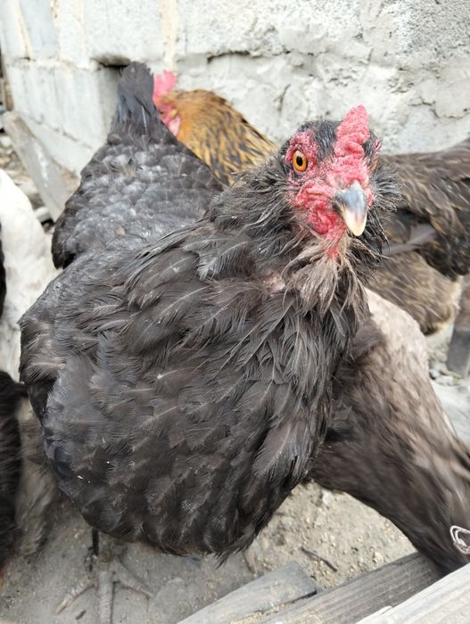 Продам куриц и петуха