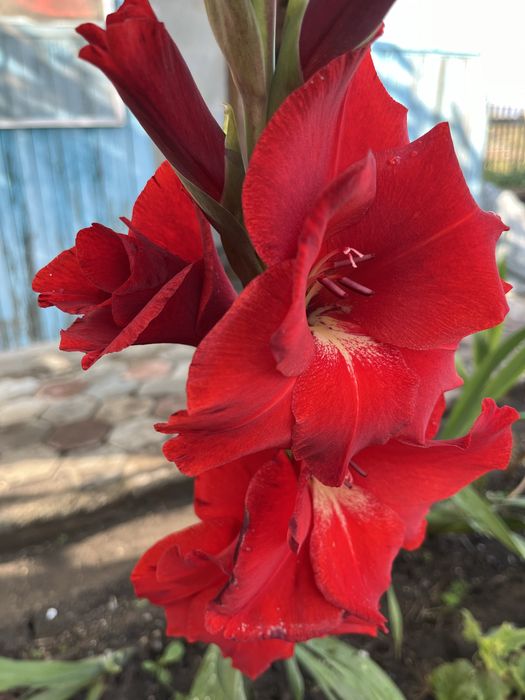 Луковицы гладиолусов «Аскары»