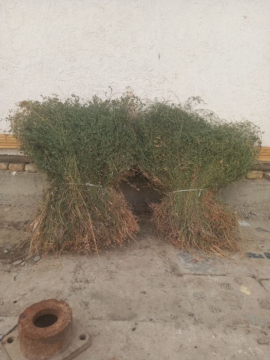 Beda bog' ARZON sotiladi