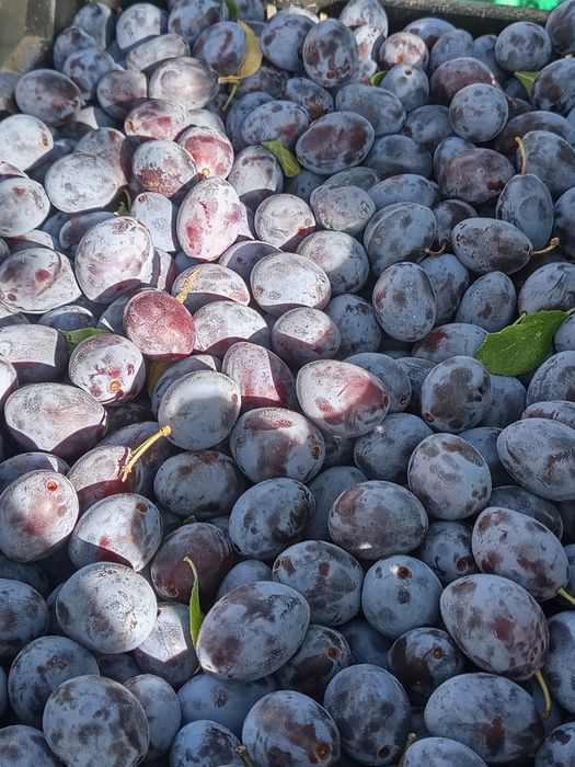 De vanzare prune bistritene