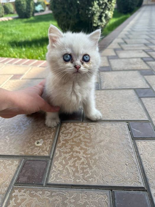 Британская Шиншилла shinshilla / shinshila Шиншила