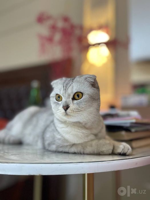 Котята чистокровные. Toza zotli mushukchalar sotiladi.