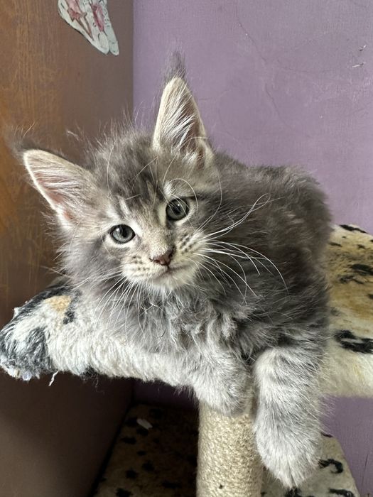 Котята Мейнкуны полидакты