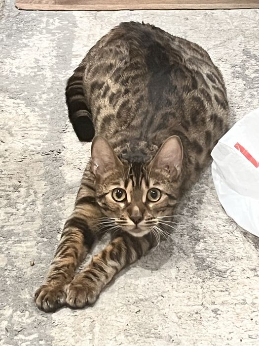 Бенгальские котята