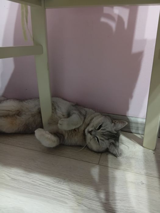 Породистый кешке британка