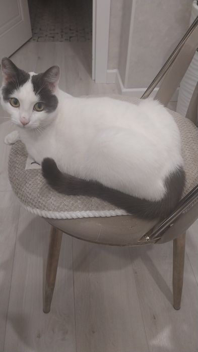 Отдам кота бесплатно