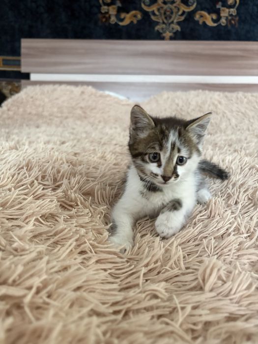 Отдаем котенка бесплатно!
