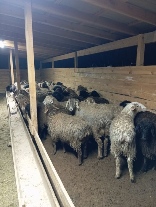 Продаются бараны