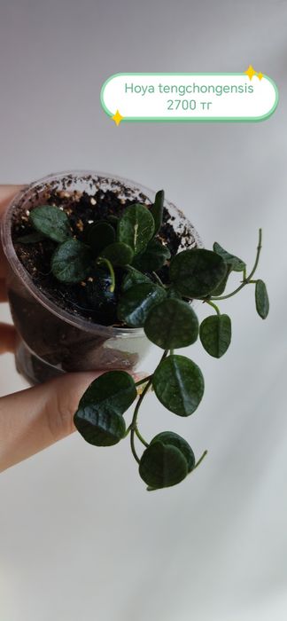 Продам хойи разных сортов