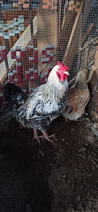 Питух петух виандот