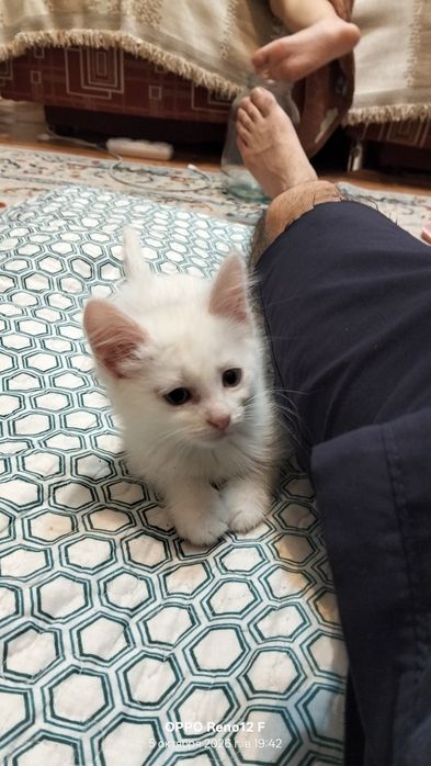Котята в добрые руки!