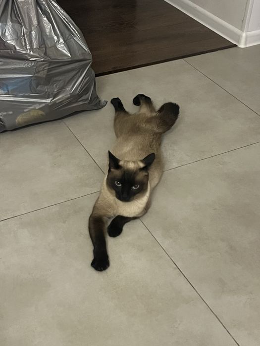 отдам кота.