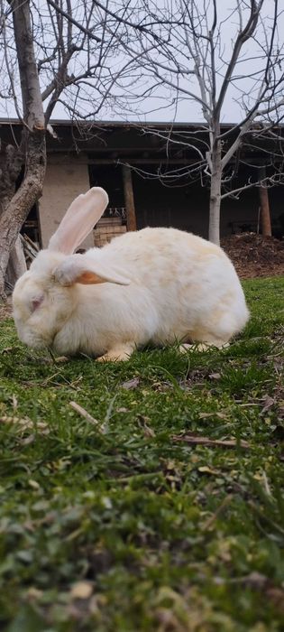 Hikol quyon sotiladi