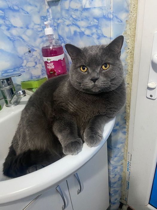 Кот британский..
