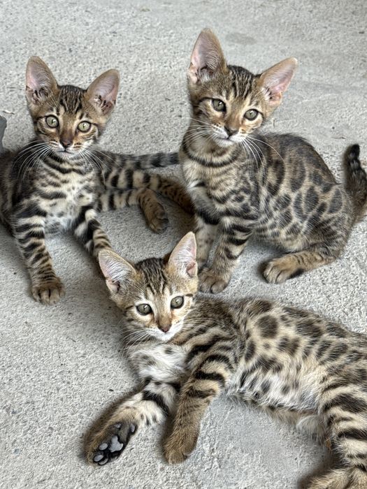 Бенгалский котята