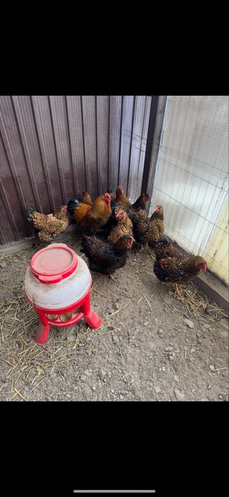 Oua incubatie wyandotte auriu( gsg)