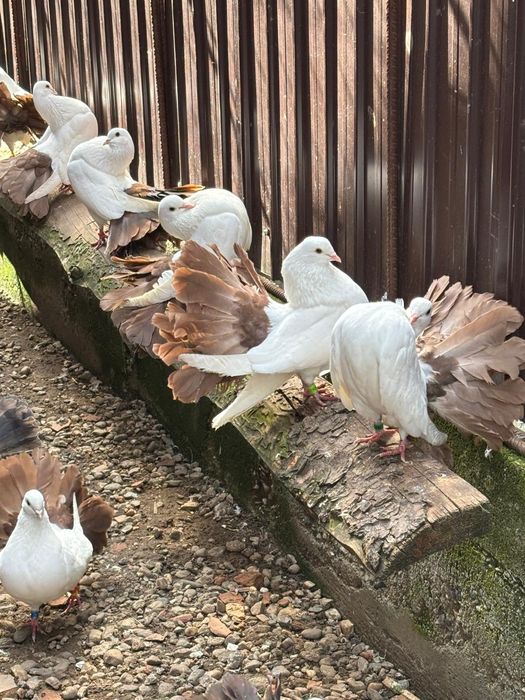 Tineret porumbei voltaţi