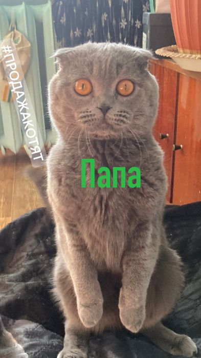 Британцы и .шотландцы