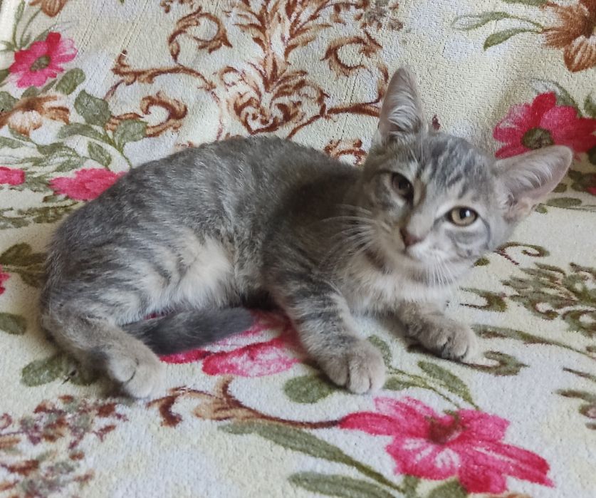 Отдам бесплатно котят