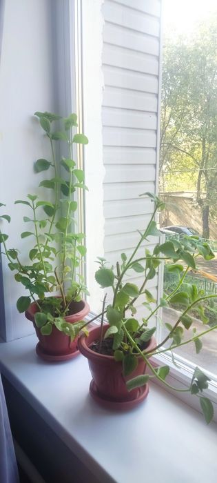 Продам комнатные растения