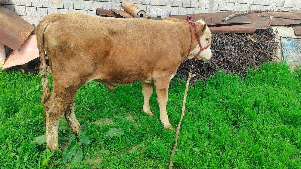 Бычки Сементал и Герефорд