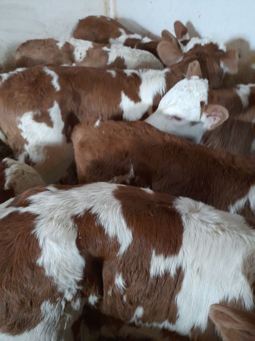 Taurasi si vitele baltati