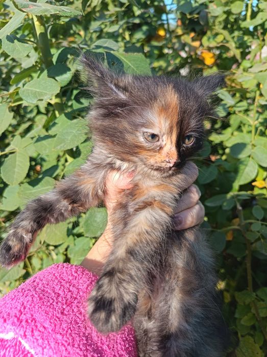 Отдам котят, 3 девочки и один мальчик