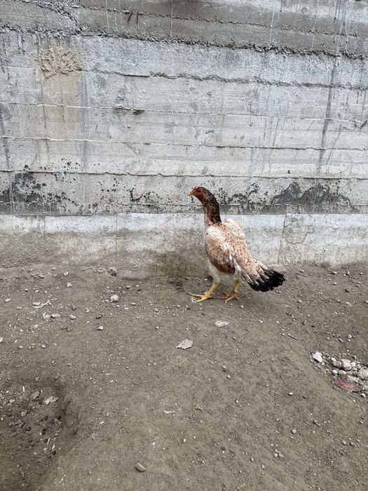 Сотилади  мокиен