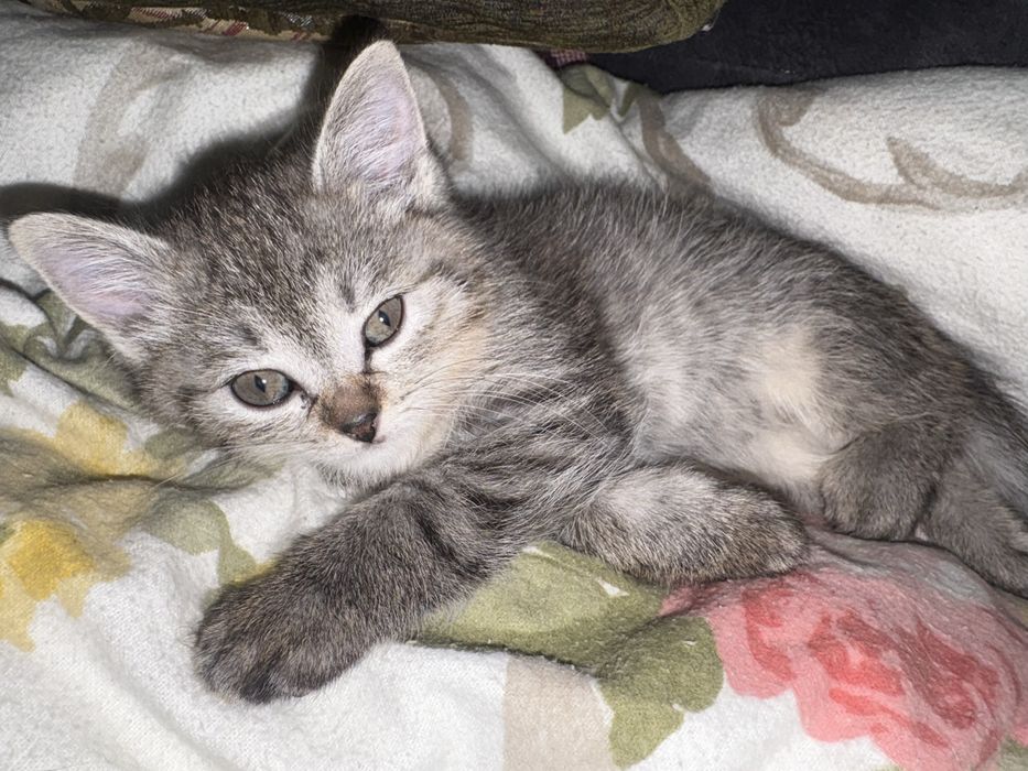 Котята, две девочки