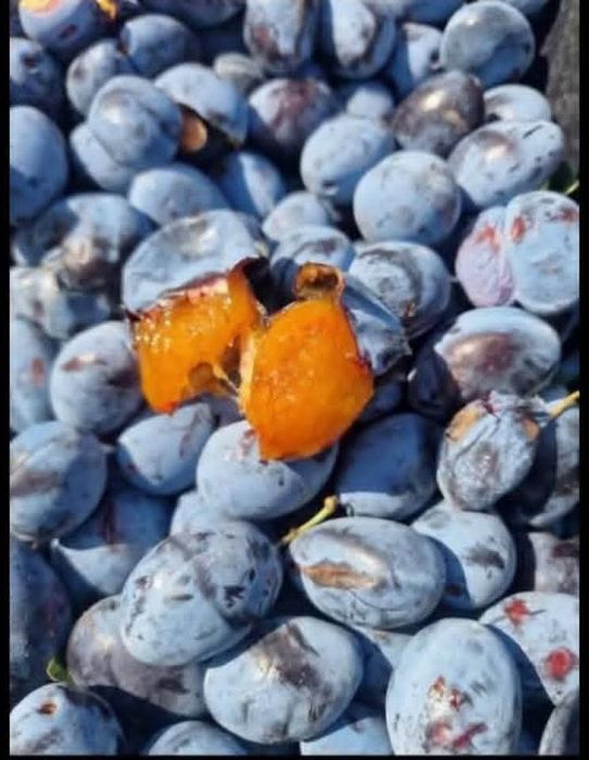 Prune de țuică calitate