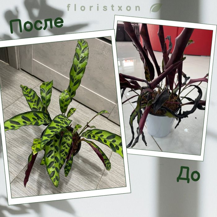 Услуги по уходу за растениями, пересадке и лечению. Консультации.