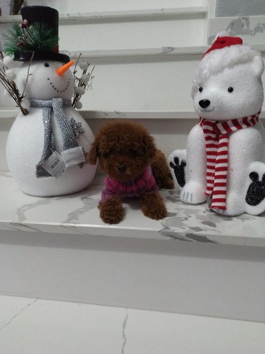 Pudel băiețel disponibil