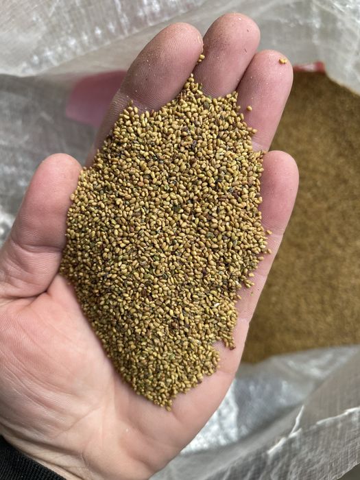 Samanta de lucerna usturoi pentru plantat si arpagic