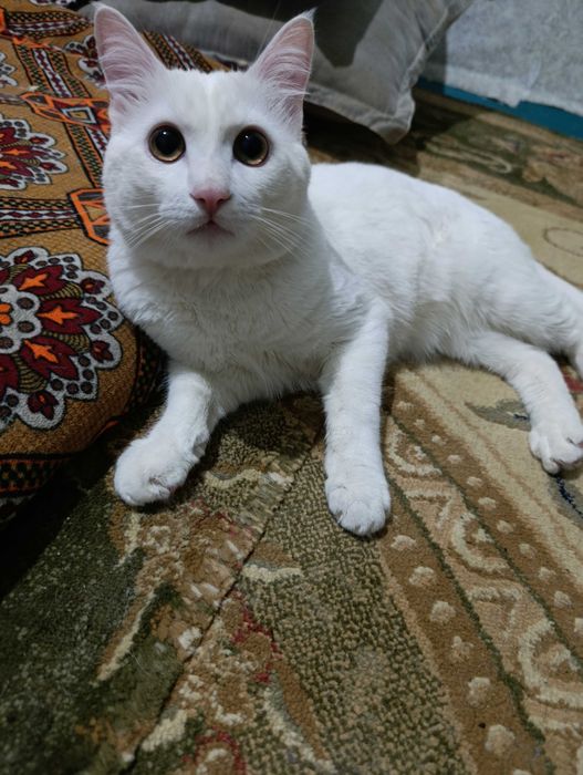 Турецкий ангора кошка