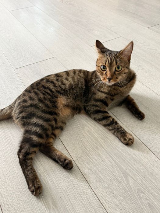 Отдам кота в добрые руки!!!