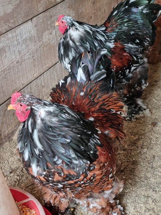 Vand oua brahma portelan