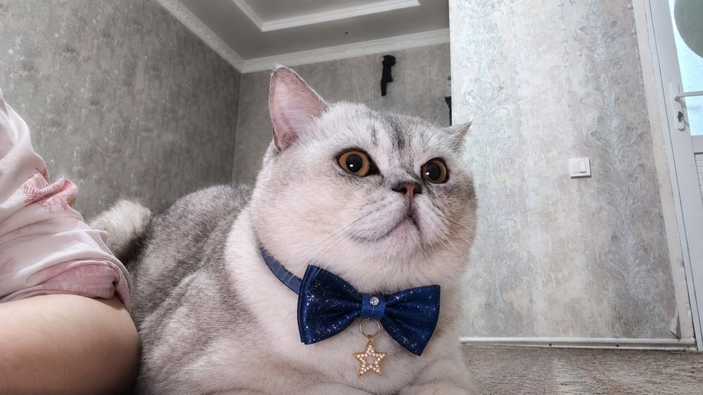 Вязка кота серебристый Шин шыла