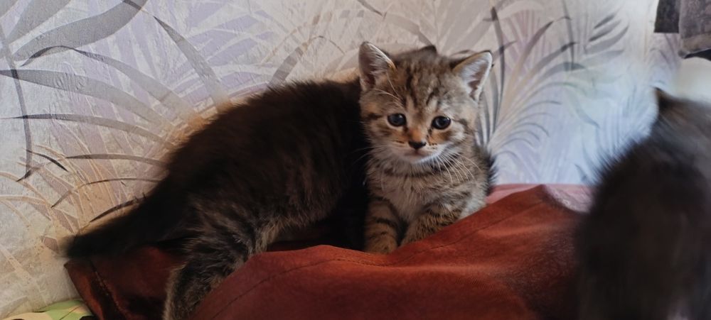 Отдам котяток в добрые руки