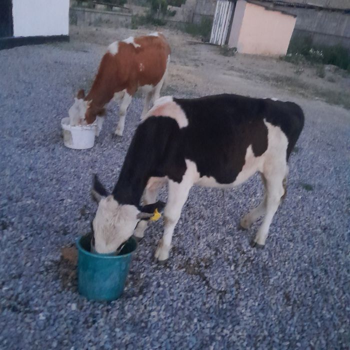 Эки бұзау  срочно  прадам