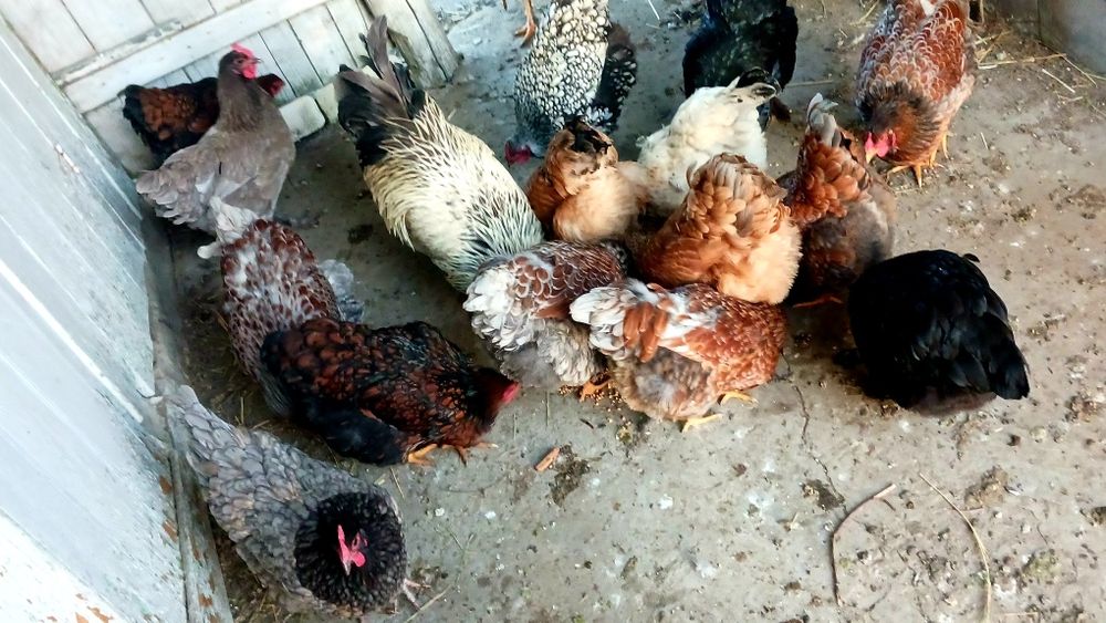 Ouă incubat Wyandotte/moțate