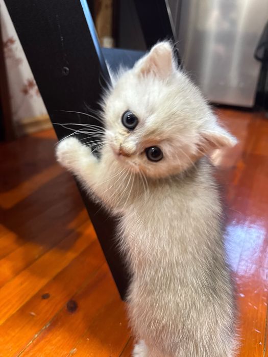 Продается шиншилла серебро.