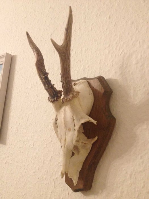 Немски трофей сръндак, документ