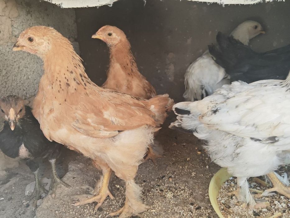 Faqat bugun Tovuqlar sotiladi