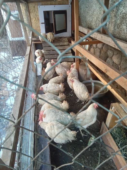 Курочки домашние