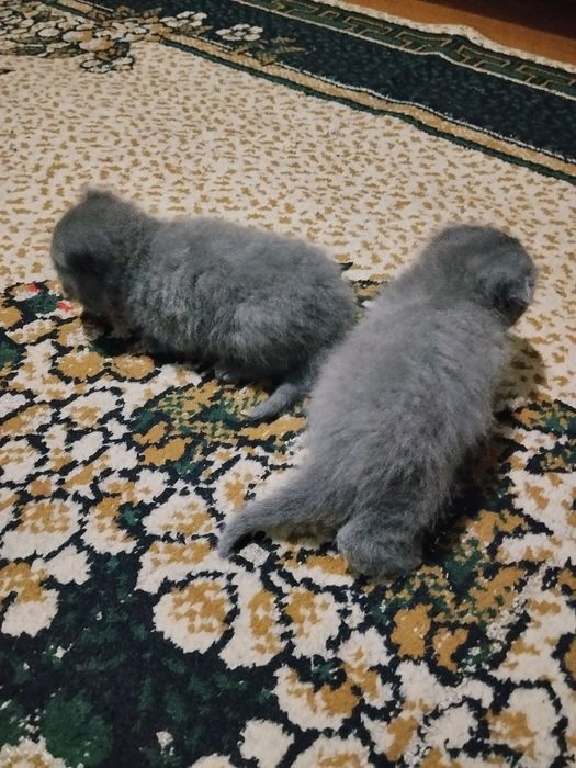 Skotish fold 2ta bolasi va otasi