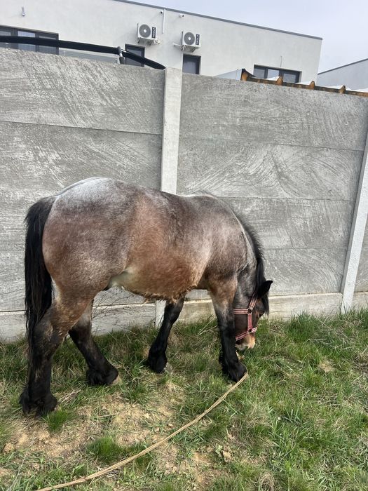 Vand manz semi greu cu influenta belgiana